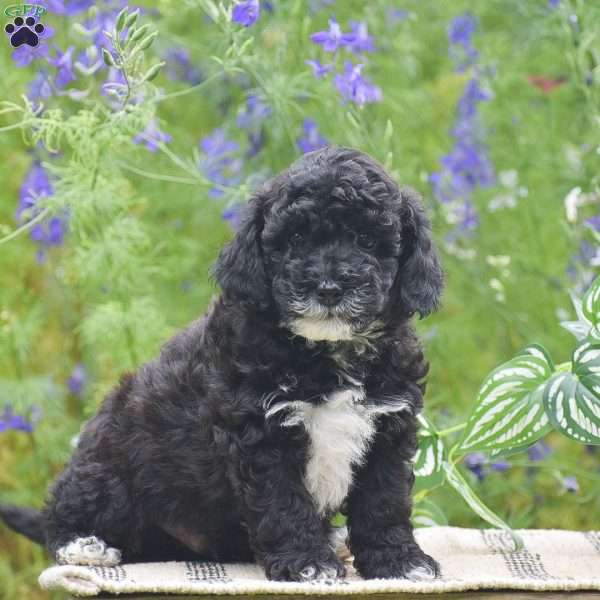 Noah, Miniature Poodle Puppy