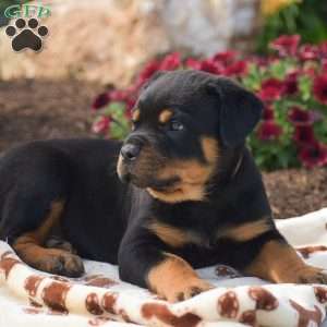 Hunter, Rottweiler Puppy