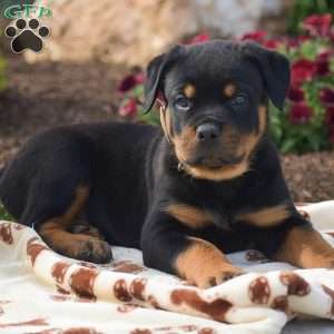 Hunter, Rottweiler Puppy
