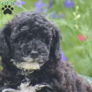 Noah, Miniature Poodle Puppy
