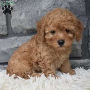 Petey, Toy Poodle Puppy