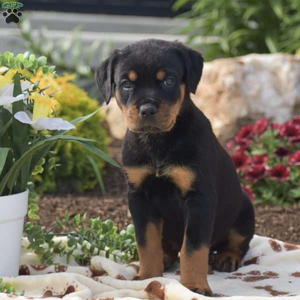 Hannah, Rottweiler Puppy