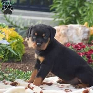 Hannah, Rottweiler Puppy