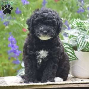 Natasha, Miniature Poodle Puppy