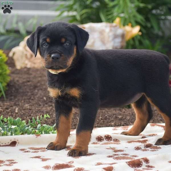 Hope, Rottweiler Puppy