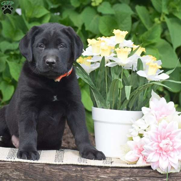 Max, Black Labrador Retriever Puppy
