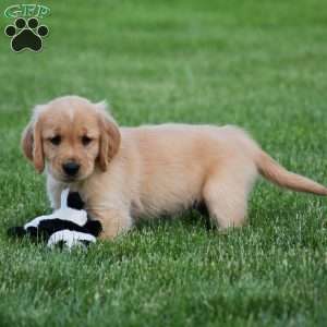Honey, Golden Retriever Puppy