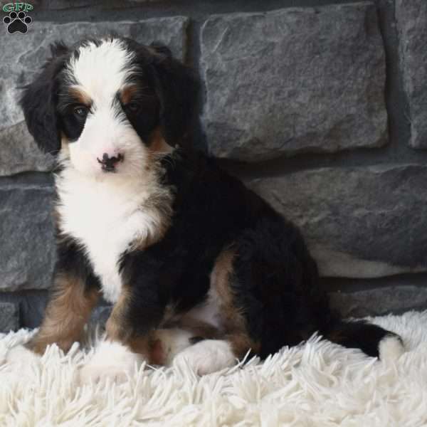 Chloe, Mini Bernedoodle Puppy