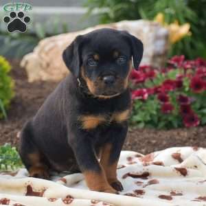 Hope, Rottweiler Puppy