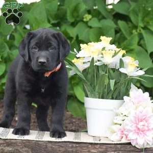 Max, Black Labrador Retriever Puppy