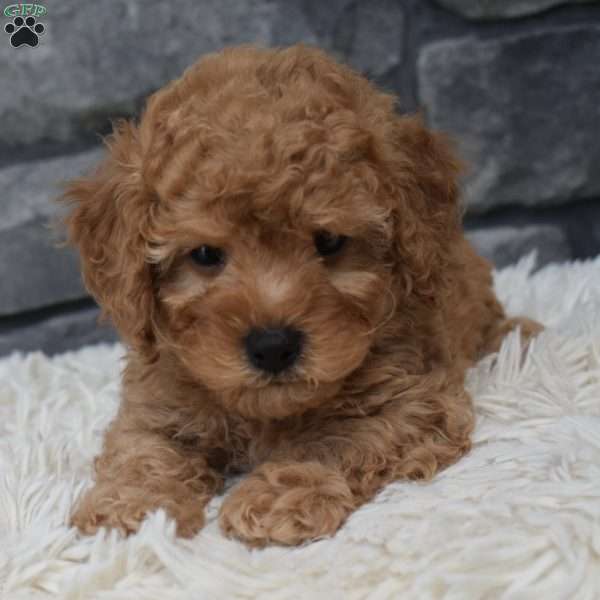 Petey, Toy Poodle Puppy