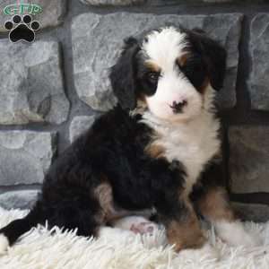 Chloe, Mini Bernedoodle Puppy