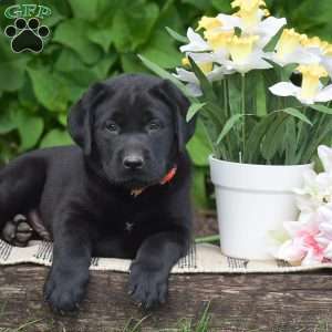 Max, Black Labrador Retriever Puppy
