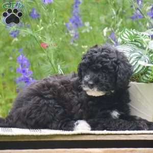 Natasha, Miniature Poodle Puppy