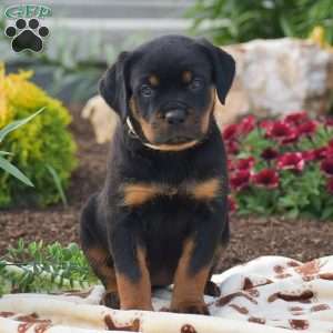 Hope, Rottweiler Puppy