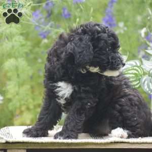 Natasha, Miniature Poodle Puppy
