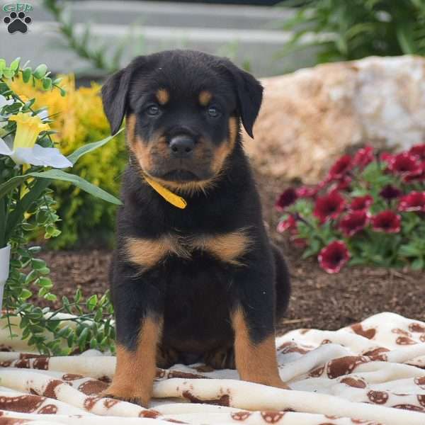Hayes, Rottweiler Puppy