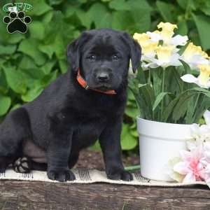 Molly, Black Labrador Retriever Puppy