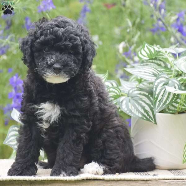 Natasha, Miniature Poodle Puppy