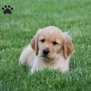 Honey, Golden Retriever Puppy