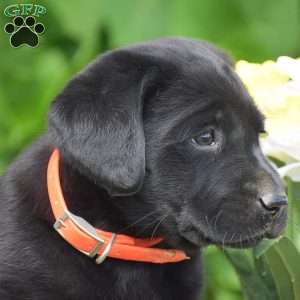 Molly, Black Labrador Retriever Puppy