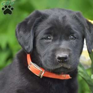 Molly, Black Labrador Retriever Puppy