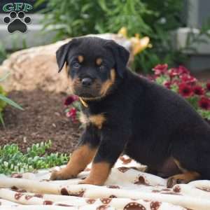 Hayes, Rottweiler Puppy
