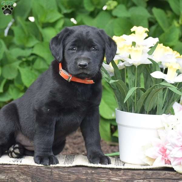 Molly, Black Labrador Retriever Puppy