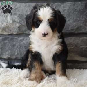 Chloe, Mini Bernedoodle Puppy