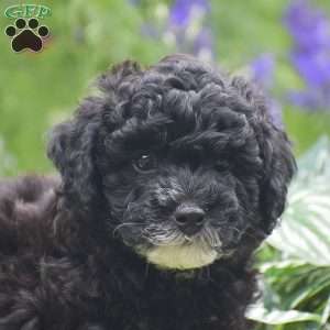 Natasha, Miniature Poodle Puppy
