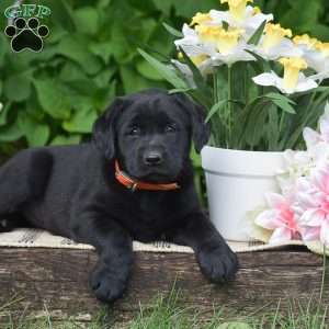 Molly, Black Labrador Retriever Puppy