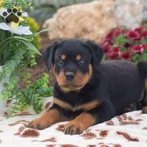 Hudson, Rottweiler Puppy