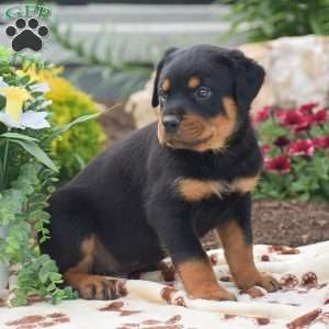 Hudson, Rottweiler Puppy