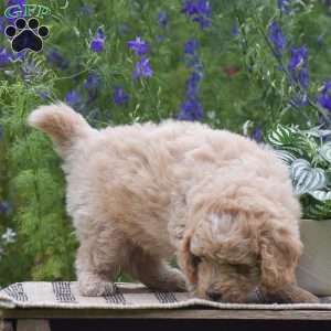 Nutmeg, Miniature Poodle Puppy