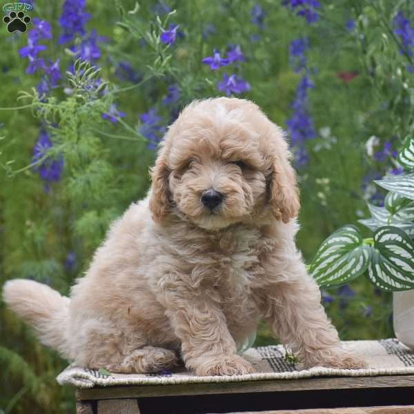 Nutmeg, Miniature Poodle Puppy