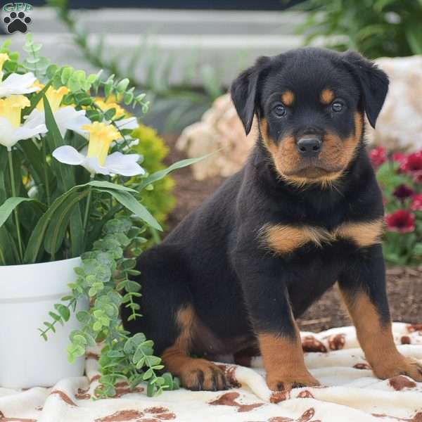 Hudson, Rottweiler Puppy