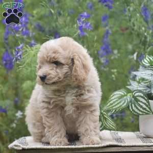 Nutmeg, Miniature Poodle Puppy