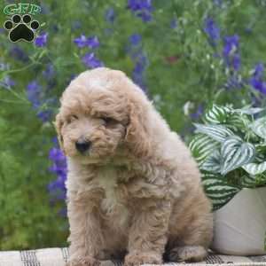 Nutmeg, Miniature Poodle Puppy