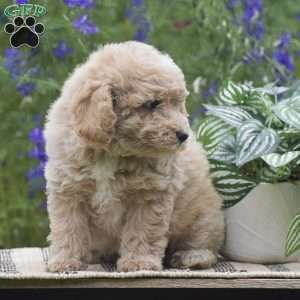 Nutmeg, Miniature Poodle Puppy