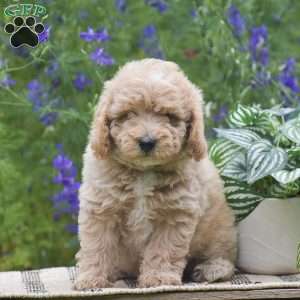 Nutmeg, Miniature Poodle Puppy
