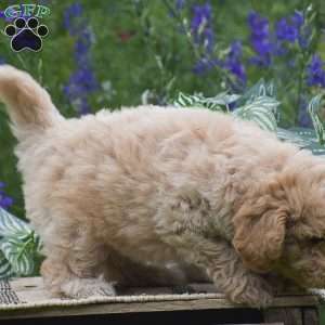 Nutmeg, Miniature Poodle Puppy