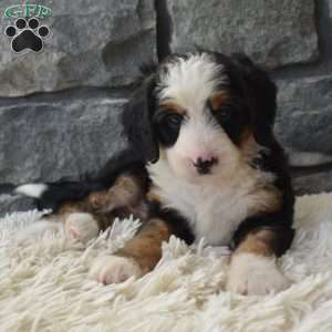 Chloe, Mini Bernedoodle Puppy