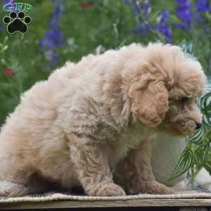 Nutmeg, Miniature Poodle Puppy