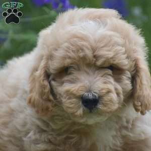 Nutmeg, Miniature Poodle Puppy