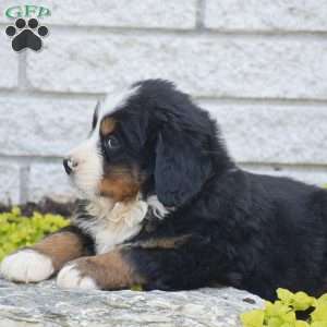 Scout, Bernese Mountain Dog Puppy