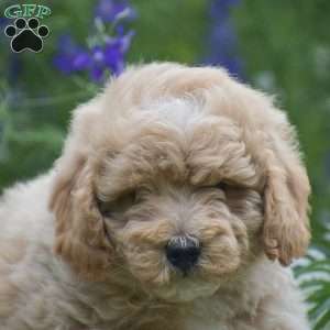 Nutmeg, Miniature Poodle Puppy