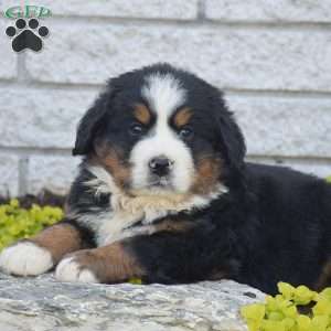 Scout, Bernese Mountain Dog Puppy