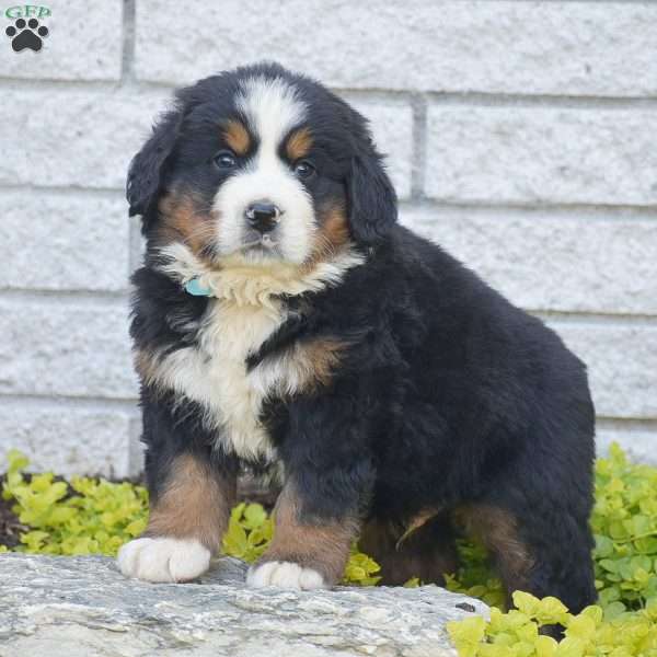 Scout, Bernese Mountain Dog Puppy