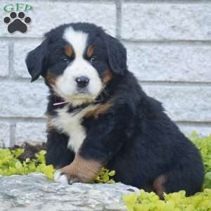 Sophia, Bernese Mountain Dog Puppy
