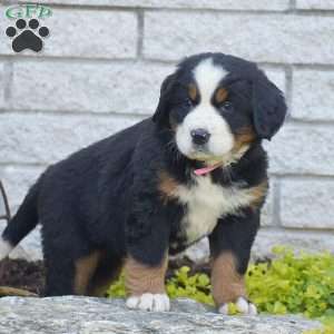 Sophia, Bernese Mountain Dog Puppy